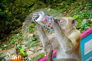 Kuala Lumpur, Malaysia - March 9, 2017: Monkey drinking soda can in the stairs to Batu Caves, a limestone hill with big