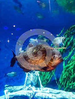 Kuala Lumpur Petronas towers aquarium blue water fish