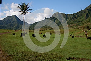 Kualoa Ranch North Coast Oahu photo