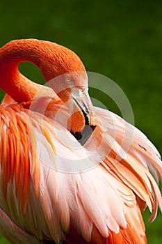 Kuba Flamingo photo