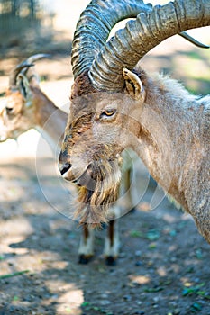 Kuban Tur in zoo aviary. Close-up. cloven-hoofed wild animals in captivity photo