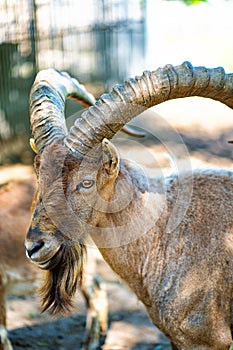 Kuban Tur in zoo aviary. Close-up. cloven-hoofed wild animals in captivity