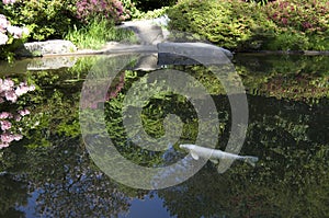 Kubota Japanese garden, Seattle, May photo