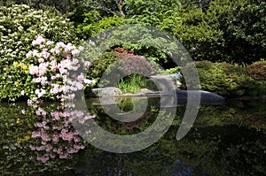 Kubota Japanese garden with pond, Seattle, May