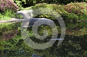 Kubota Japanese garden with pond, Seattle, May photo