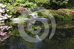 Kubota Japanese garden with pond, Seattle, May photo