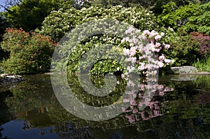 Kubota Japanese garden, Seattle, May photo