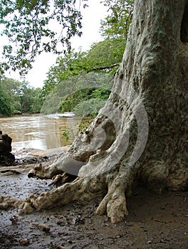 Kubuka tree (near Manik Gaga) of Yala National Park, Sothern Province