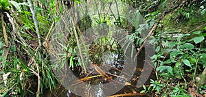 The Bako National Park of Sarawak, Borneo Island, Malaysia photo