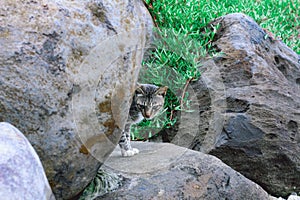 Kucing diatas batu photo