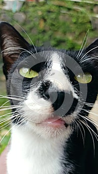 kucing yang aneh strange cat