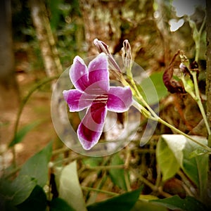 Kudalu Flower purple color and white boarder