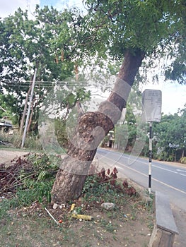 This is the kudaoya. Road and tree wooooow..