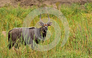 Kudo in the grass