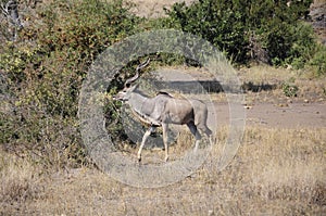 Kudu