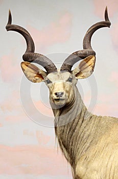 Kudu photo