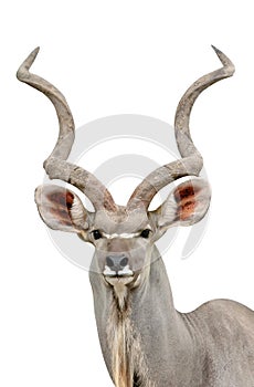 Kudu photo