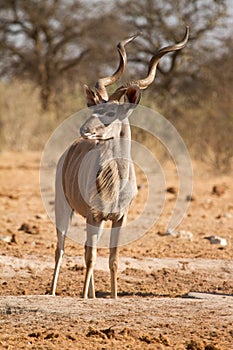 Kudu photo