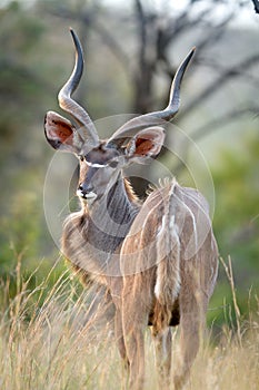 Kudu photo