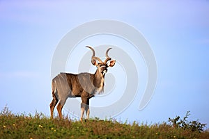Kudu photo