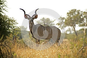 Kudu
