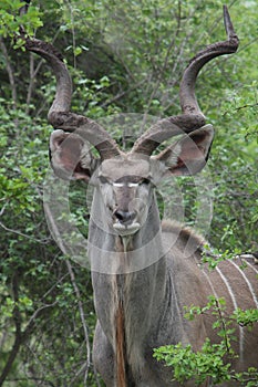 Kudu photo