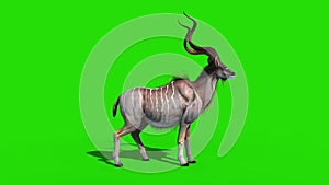 Kudu African Antelope Green Screen 3D Rendering Animation