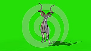 Kudu African Antelope Runcycle Front Green Screen 3D Rendering Animation