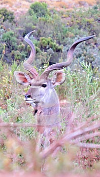 Kudu in the African Bush