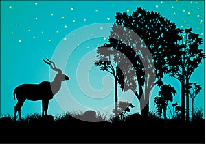 Kudu African wildlife in the starry sky