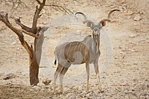 Kudu antelope photo