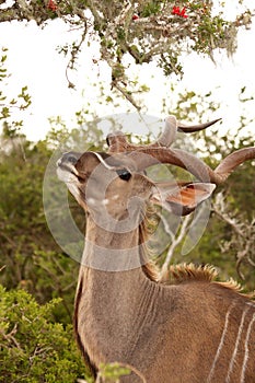 Kudu Antelope