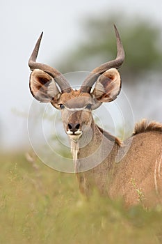 Kudu antelope photo