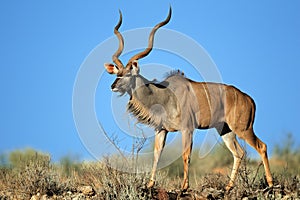 Kudu antelope