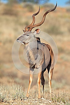 Kudu antelope