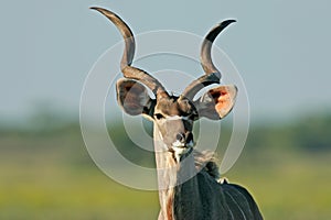 Kudu antelope photo