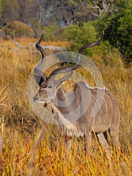Kudu antelope