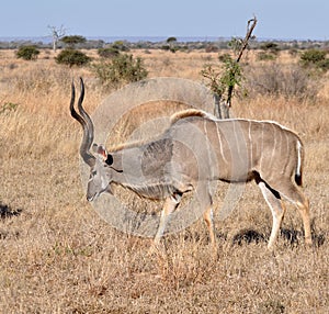 Kudu Antelope