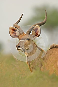 Kudu antelope photo