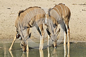Kudu Antelope - African Wildlife - Animal Babies