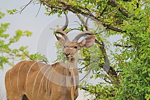 Kudu Antelope - African Wildlife Background - Bull Curls