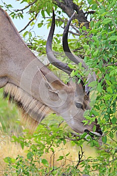 Kudu Antelope - African Wildlife Background - Feeding Time