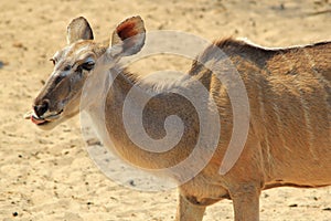 Kudu Antelope - African Wildlife Background - Funny Nature