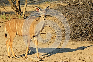 Kudu Antelope - African Wildlife Background - Young Bull