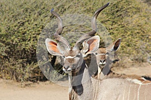 Kudu Antelope - African Wildlife - Bull and Cow Portrait