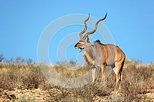 Kudu antelope photo