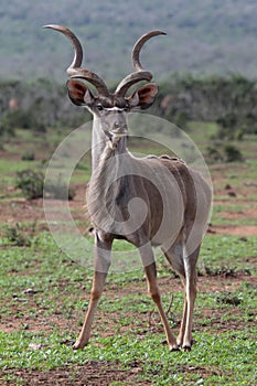 Kudu Antelope Bull photo