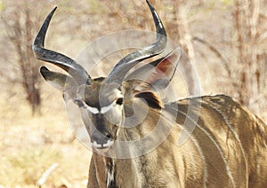 Kudu antelope closeup in Chobe National Park, Botswana