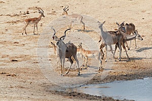 Kudu Antelope drinking at a muddy waterhole