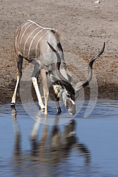 Kudu Antelope - Etosha - Namibia